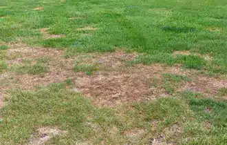 Lawn Mowing Watanobbi