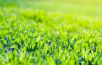 Lawn Mowing Wyong